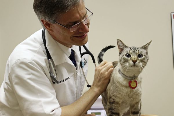 Dr. Denny petting a white and grey cat