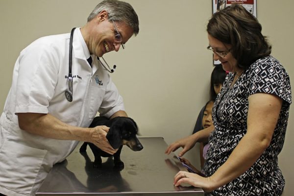 The veterinarian examining a small black dachshund with the help of a vet tech as the family looks on.