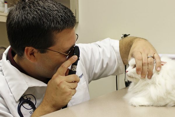 The veterinarian checking the eyes of a white cat