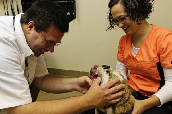 The veterinarian checking a french bulldogs teeth with the help of a vet tech