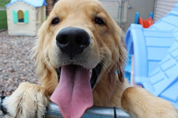 A very happy golden retriever named flynn enjoying the doggie daycare