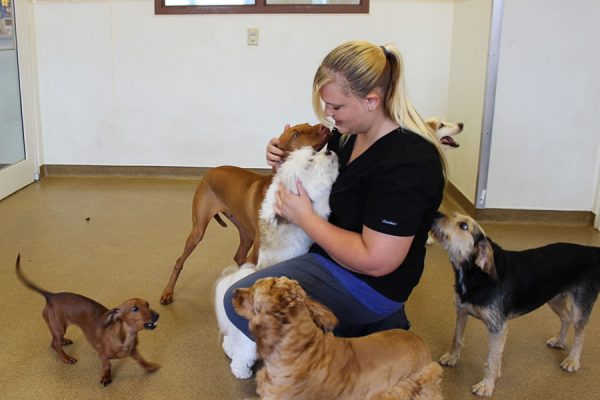 A team member playing with dogs in the doggie daycare. Pictured are 6 dogs of various breeds and sizes