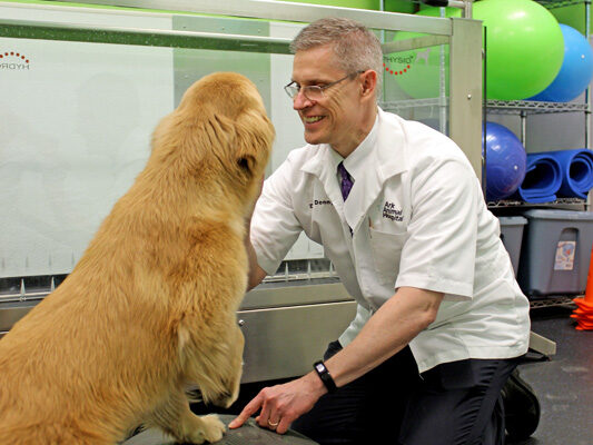 Dr. Denny assisting a golden retriever to stand on a physical therapy ball