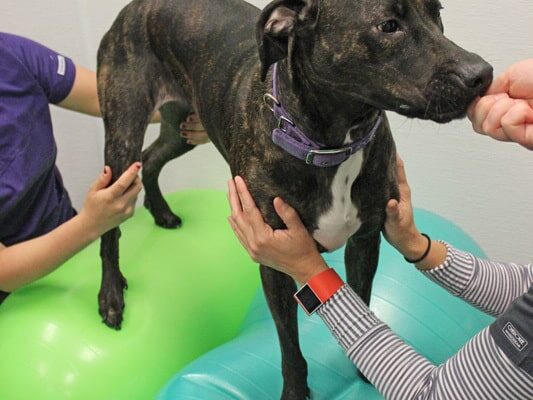 A large back and orange brindle dog is being given some yummy treats as an intensive to stand on exercise balls