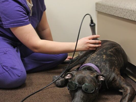 A Veterinarian performing laser therapy on a large black and orange brindle dog. Both the dog and the vet are wearing proper eye protection