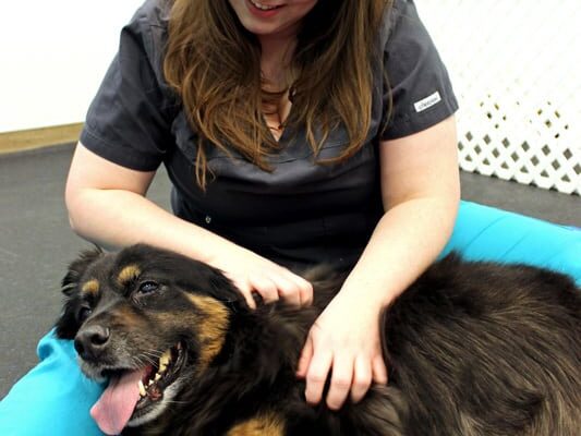 Team member Shannon giving a large black and tan dog a massage