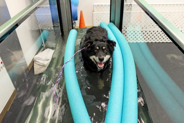 A large black dog with tan feet treading water in a physical therapy tank. There are also blue pool noddles in the tank