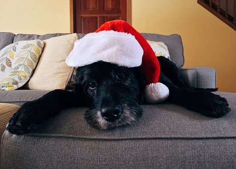 A black dog looking at the camera over the edge of a couch wearing a Santa hat