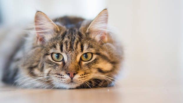 A sad tan and brown tabby cat with green eyes laying on the floor.