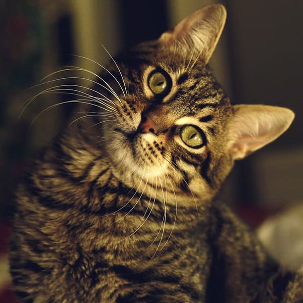 A tan and brown striped cat with green eyes. Cat is cocking his head to the right while looking at the camera