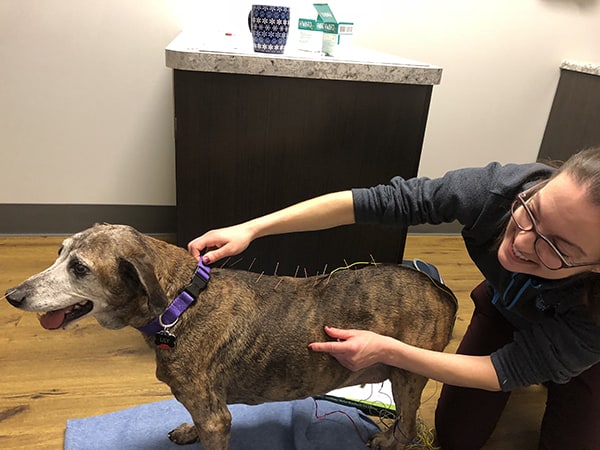Acupuncture - Ark Animal Hospital