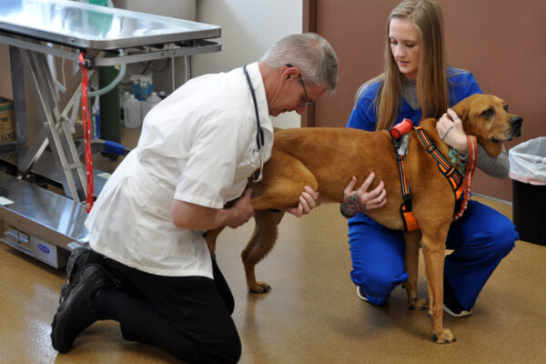 Doctor & vet tech performing an exam on a a large tan dog