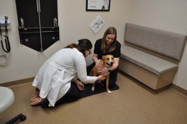 Doctor & vet tech performing an exam on a tan dog