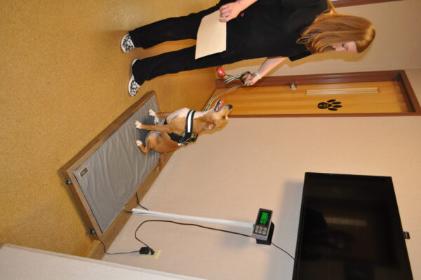 Vet Tech weighing a tan dog